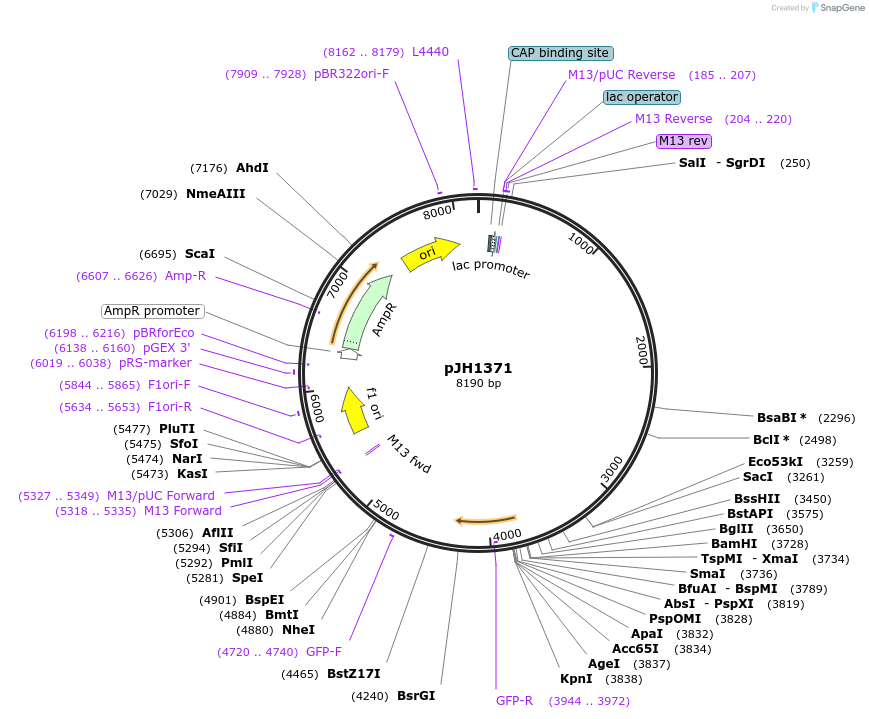 199631-plasmid-map-sequence-id-413713