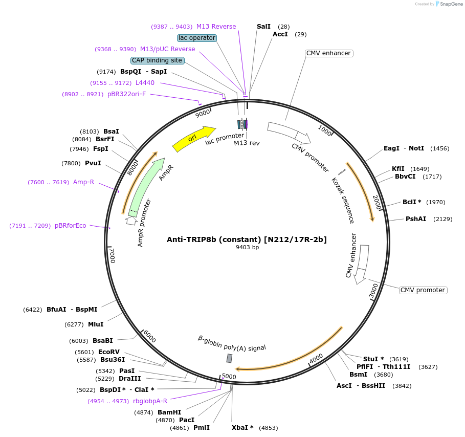 206664-plasmid-map-sequence-id-413716