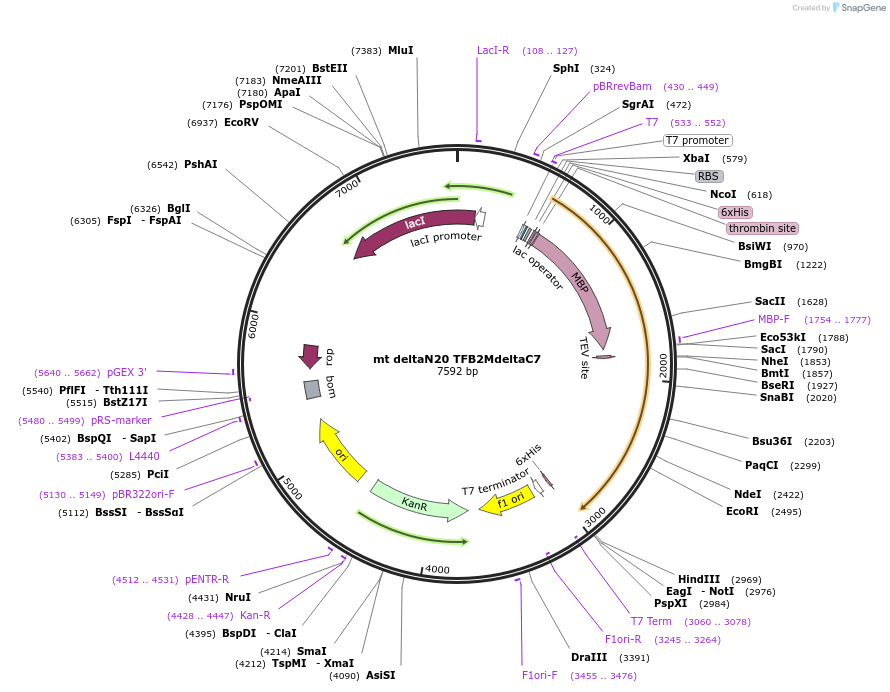 205060-plasmid-map-sequence-id-413717