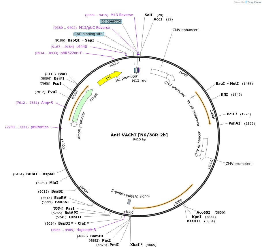 206673-plasmid-map-sequence-id-413718
