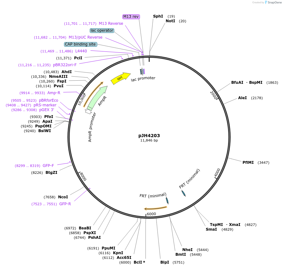 200160-plasmid-map-sequence-id-413719