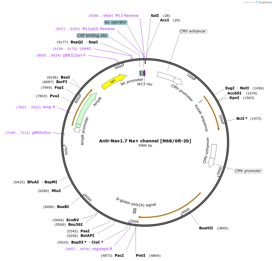 206674-plasmid-map-sequence-id-413721