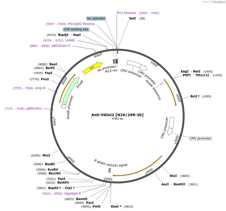 206668-plasmid-map-sequence-id-413727
