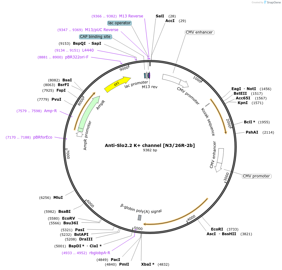 206669-plasmid-map-sequence-id-413728
