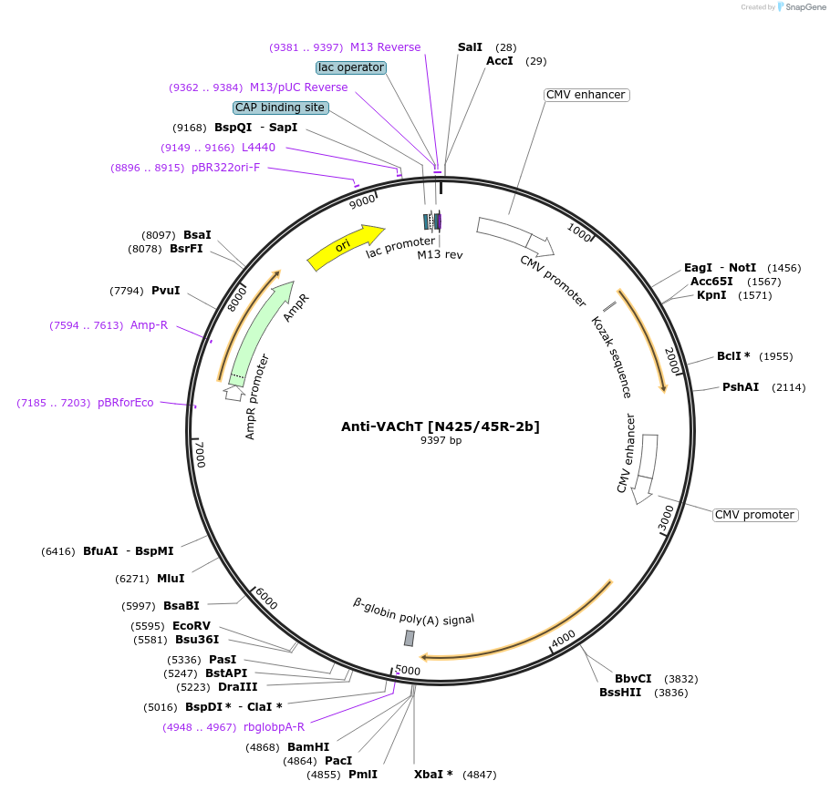 206672-plasmid-map-sequence-id-413732
