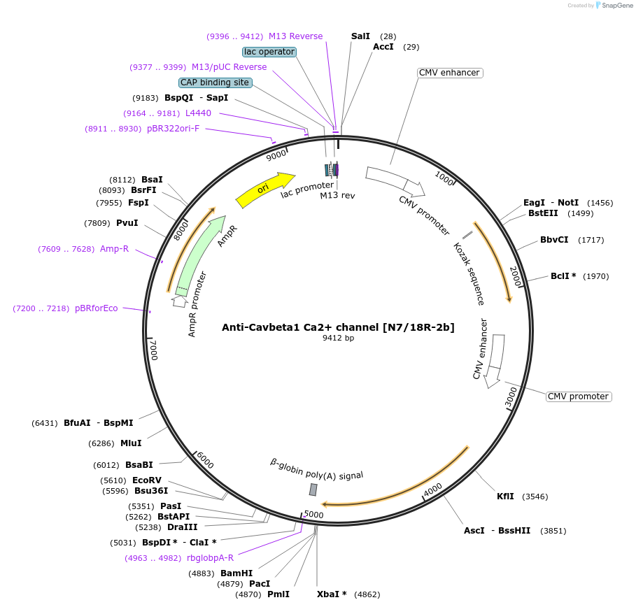 206676-plasmid-map-sequence-id-413733