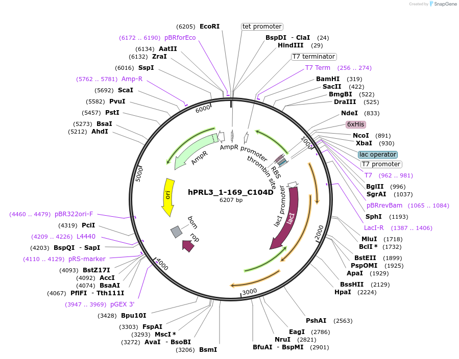 209797-plasmid-map-sequence-id-413740