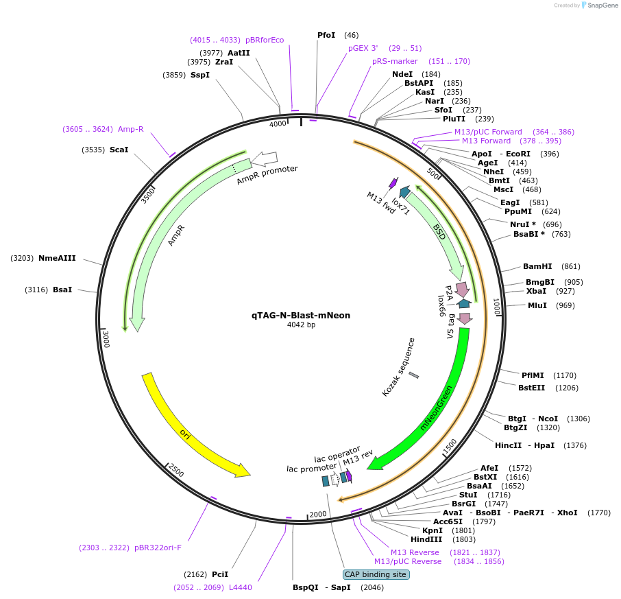 207676-plasmid-map-sequence-id-413741