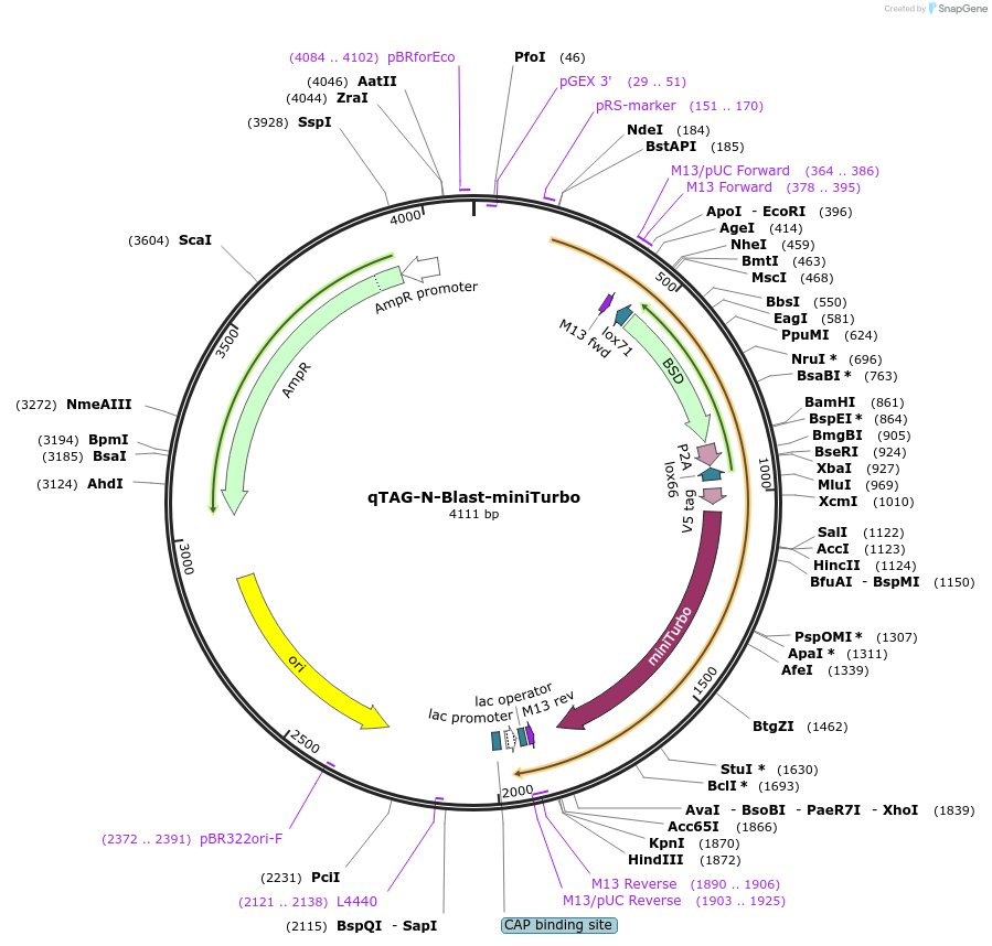 207681-plasmid-map-sequence-id-413746