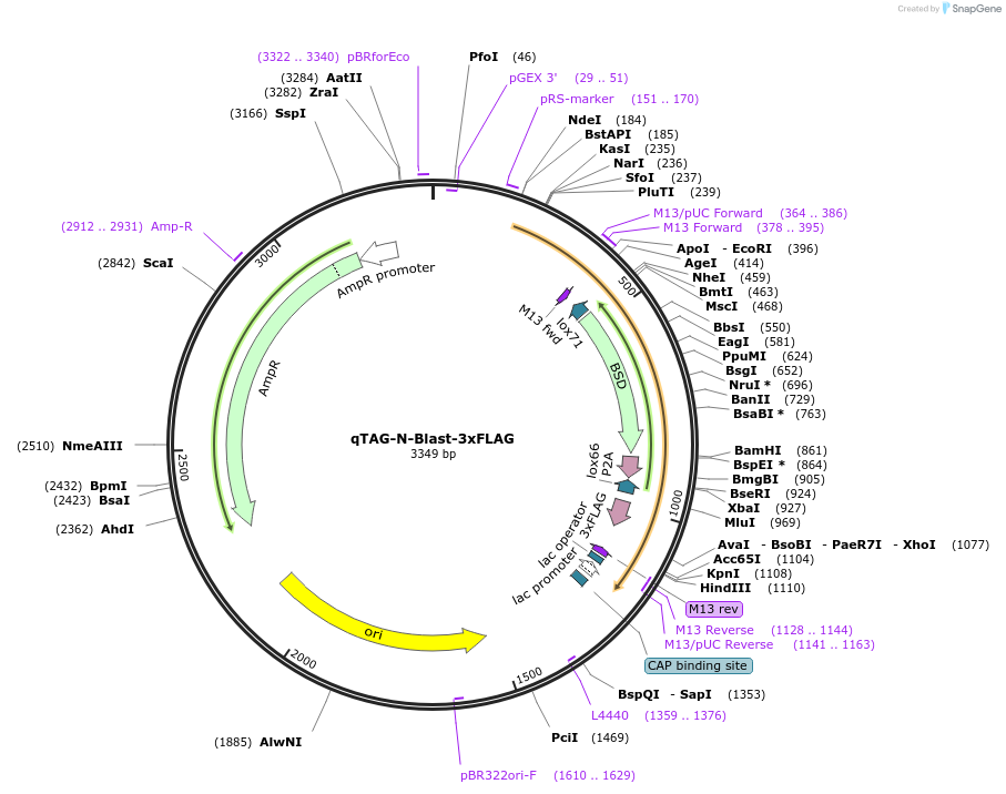 207684-plasmid-map-sequence-id-413749