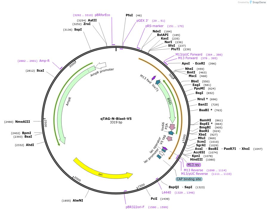 207686-plasmid-map-sequence-id-413750