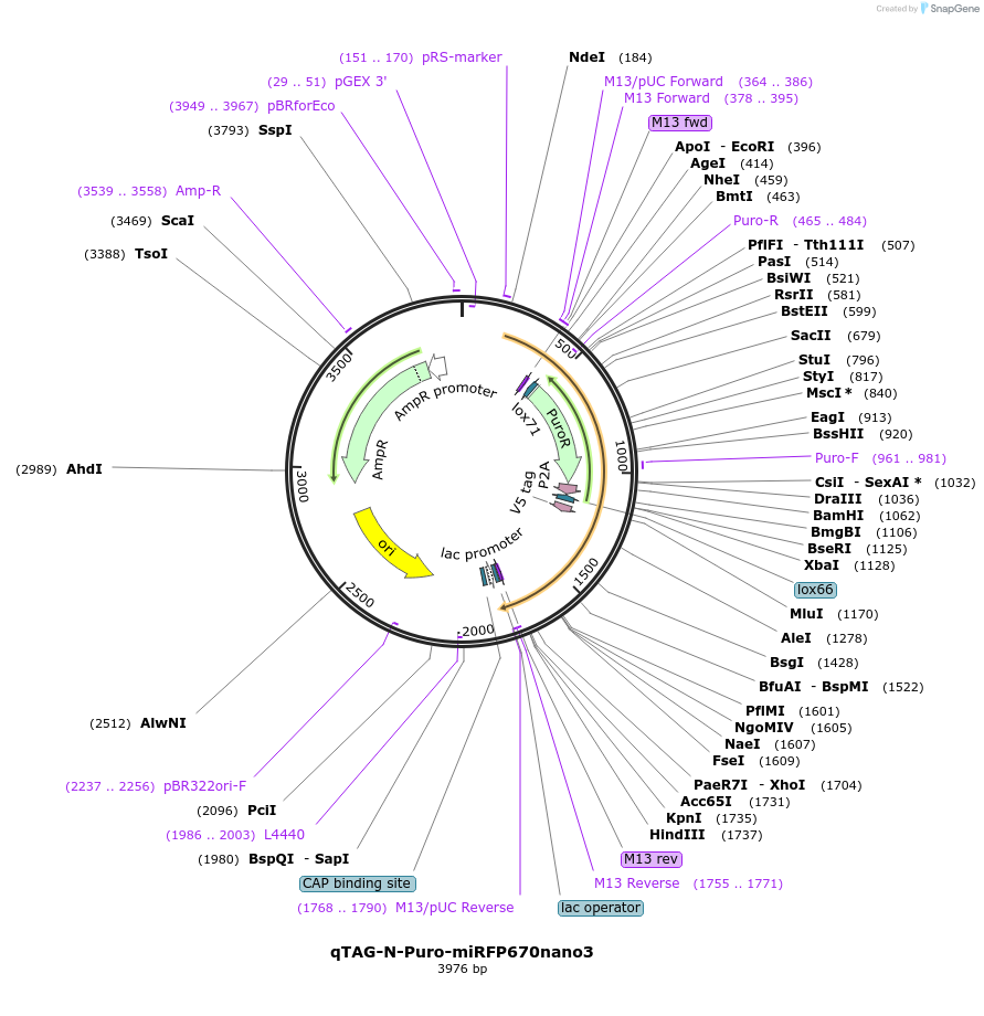 207691-plasmid-map-sequence-id-413754