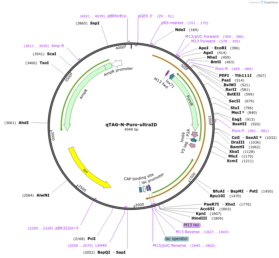 207693-plasmid-map-sequence-id-413756