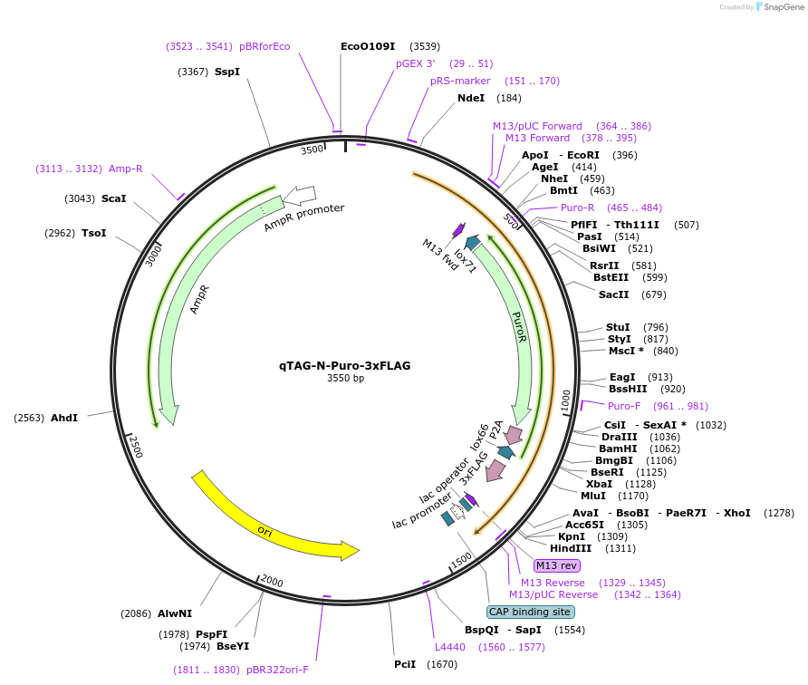 207695-plasmid-map-sequence-id-413757