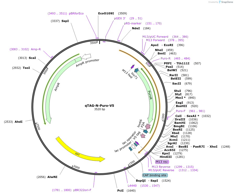 207697-plasmid-map-sequence-id-413759
