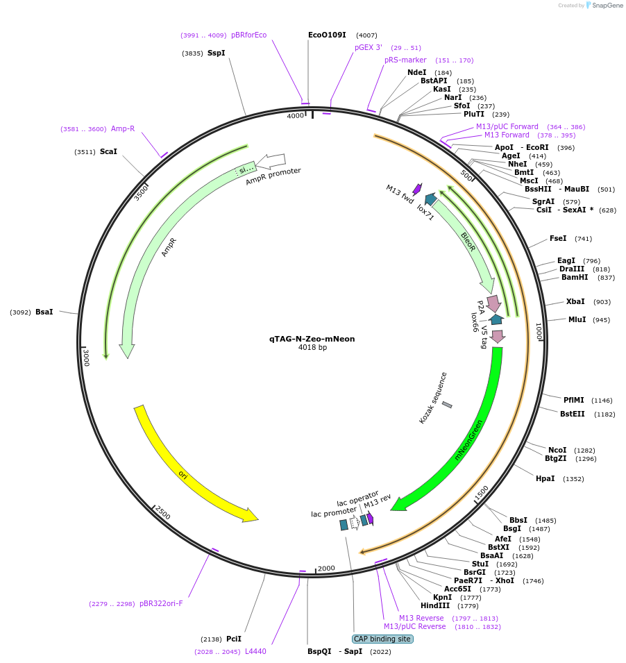 207698-plasmid-map-sequence-id-413760