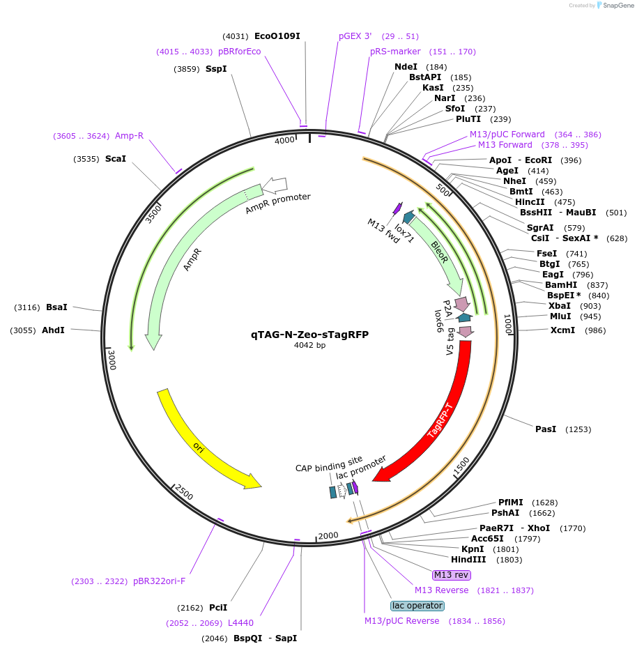 207701-plasmid-map-sequence-id-413762