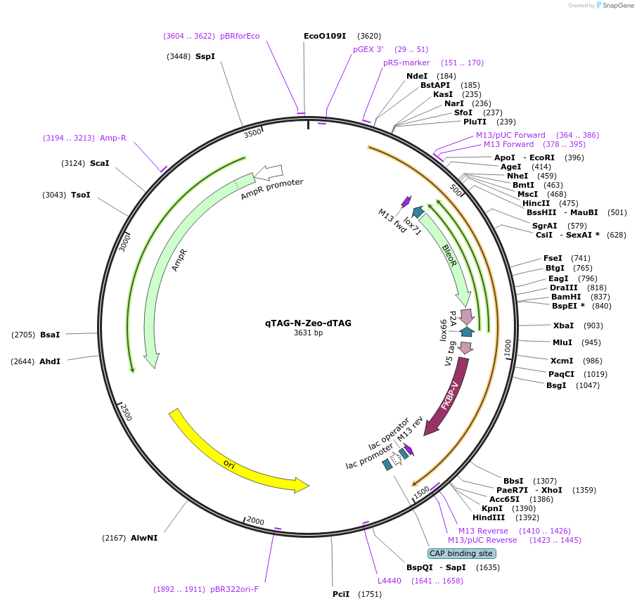 207705-plasmid-map-sequence-id-413766
