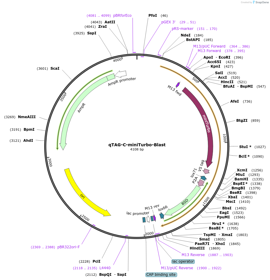 207714-plasmid-map-sequence-id-413771