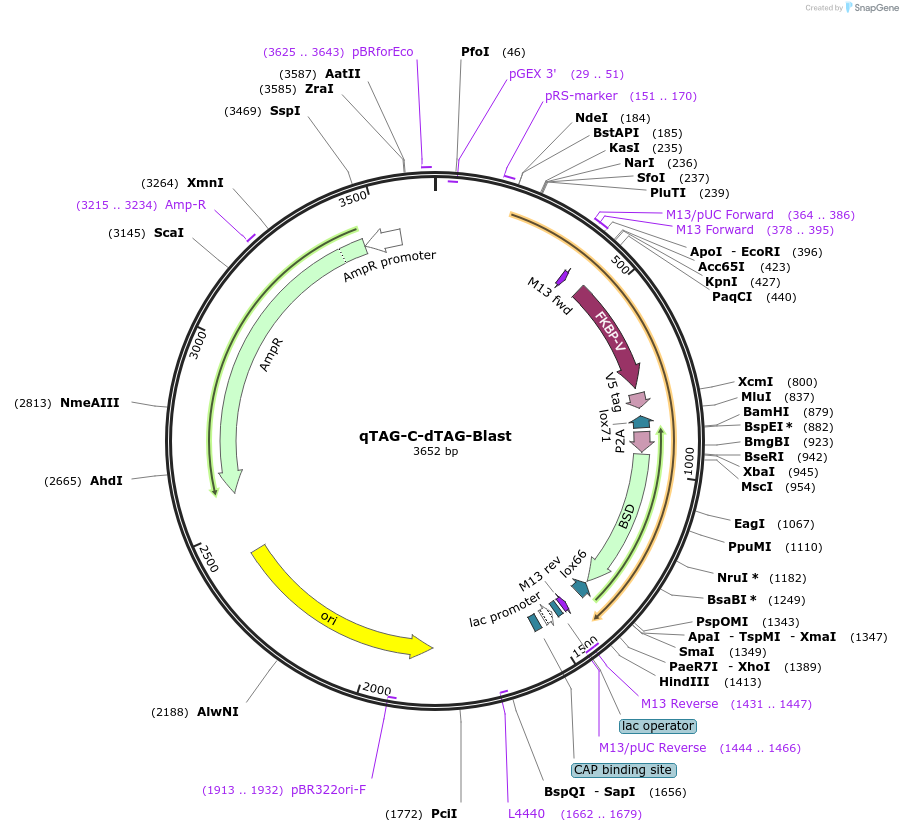 207716-plasmid-map-sequence-id-413773