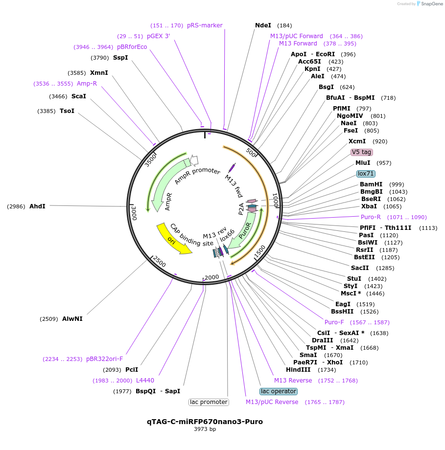 207724-plasmid-map-sequence-id-413776