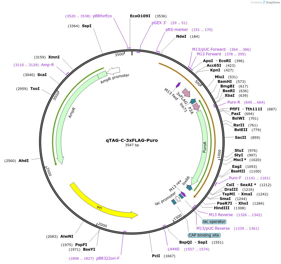 207728-plasmid-map-sequence-id-413779