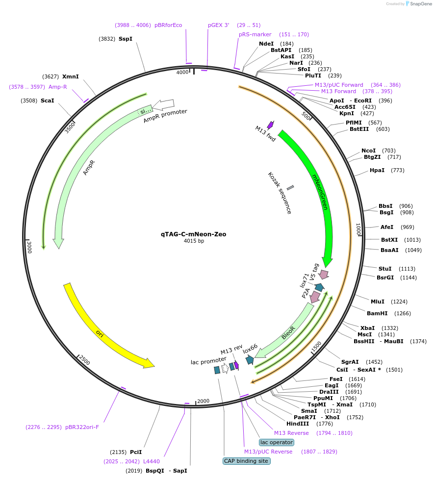 207731-plasmid-map-sequence-id-413782