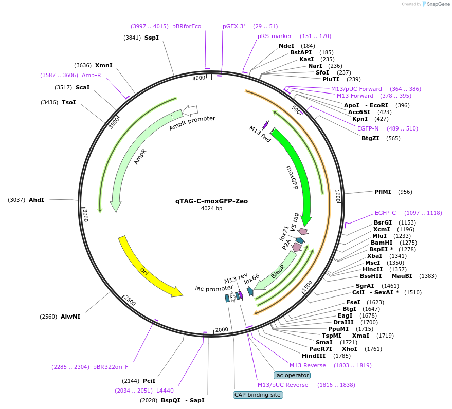 207732-plasmid-map-sequence-id-413783