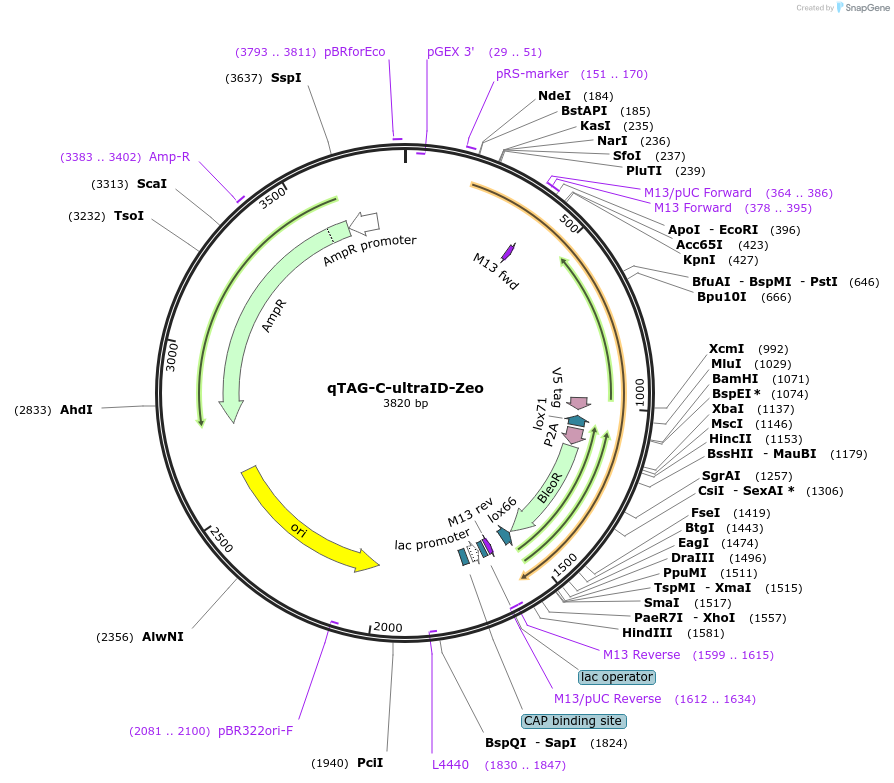 207737-plasmid-map-sequence-id-413785