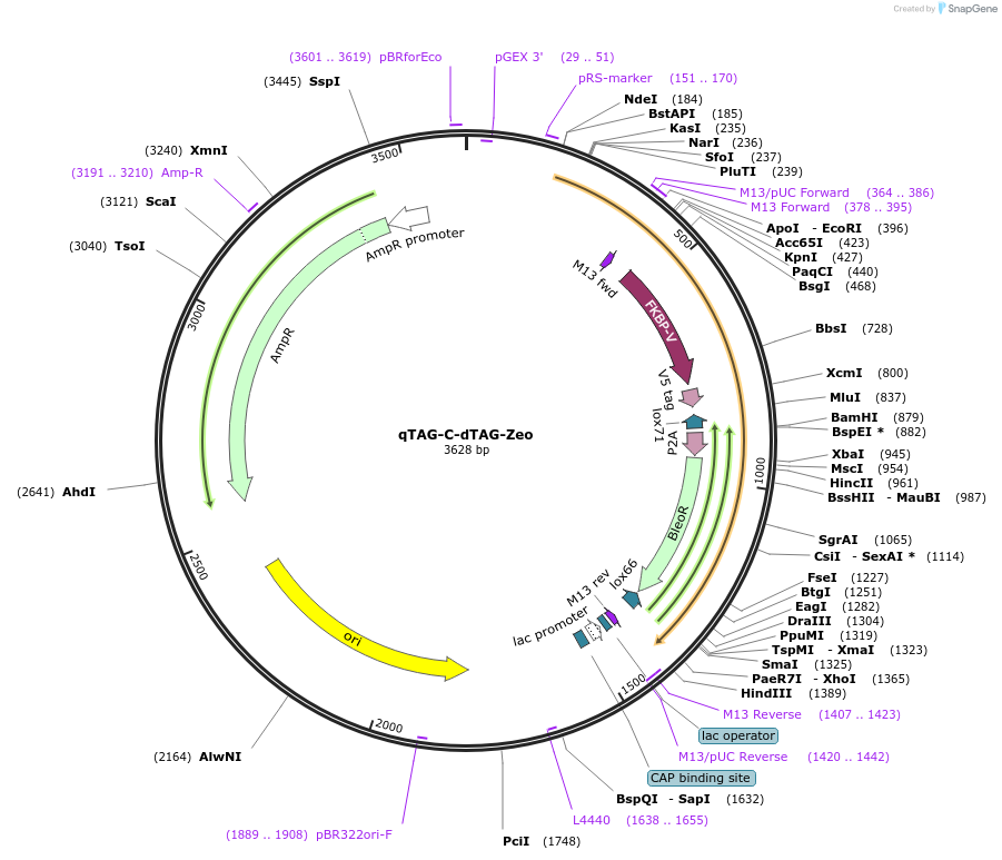 207738-plasmid-map-sequence-id-413786