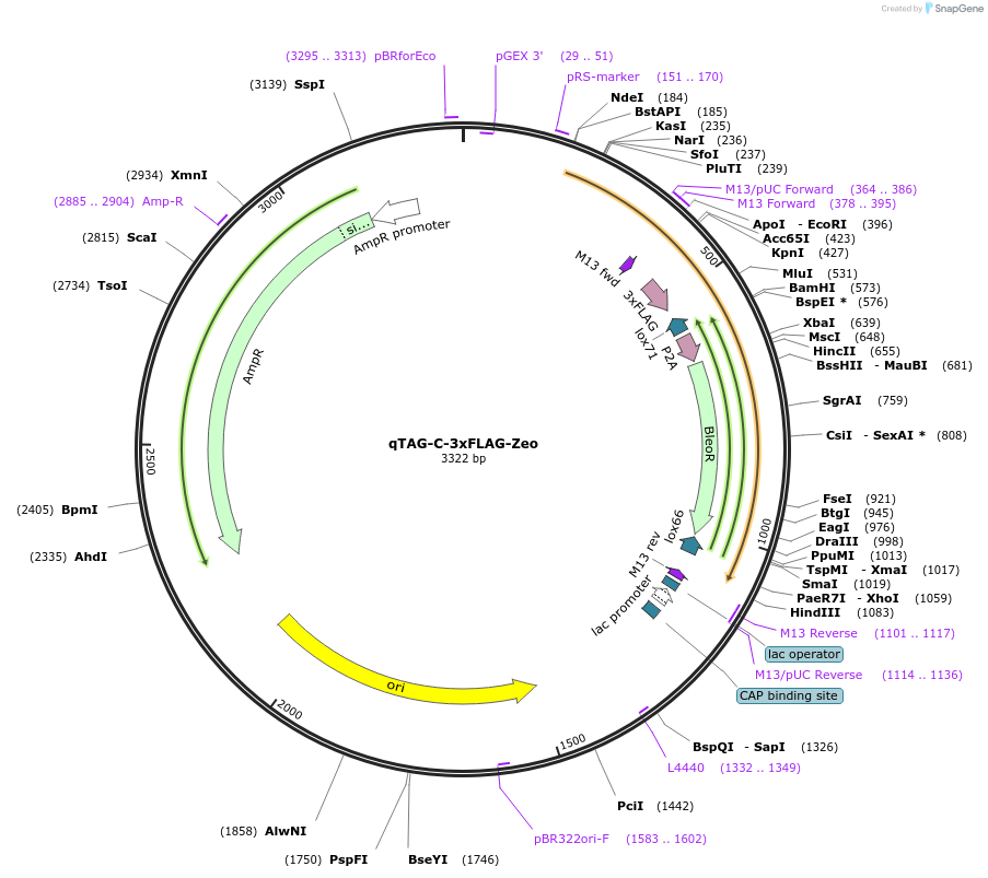 207739-plasmid-map-sequence-id-413787