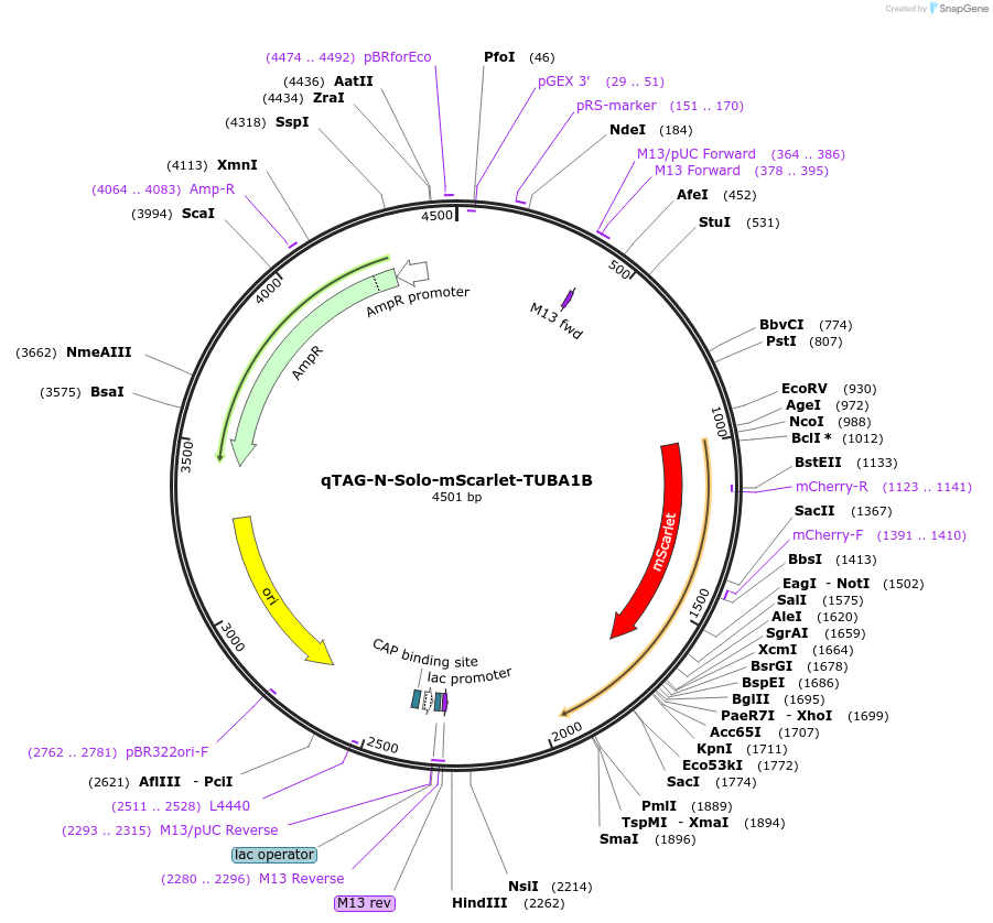 207764-plasmid-map-sequence-id-413790