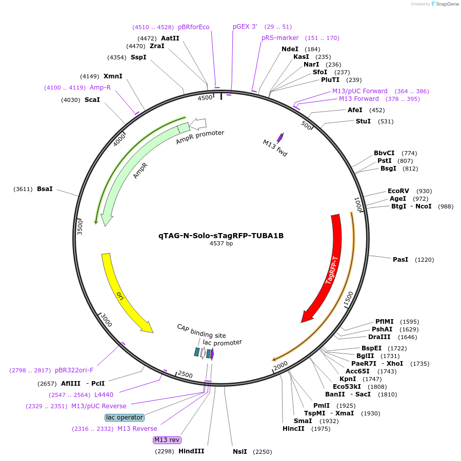 207765-plasmid-map-sequence-id-413791