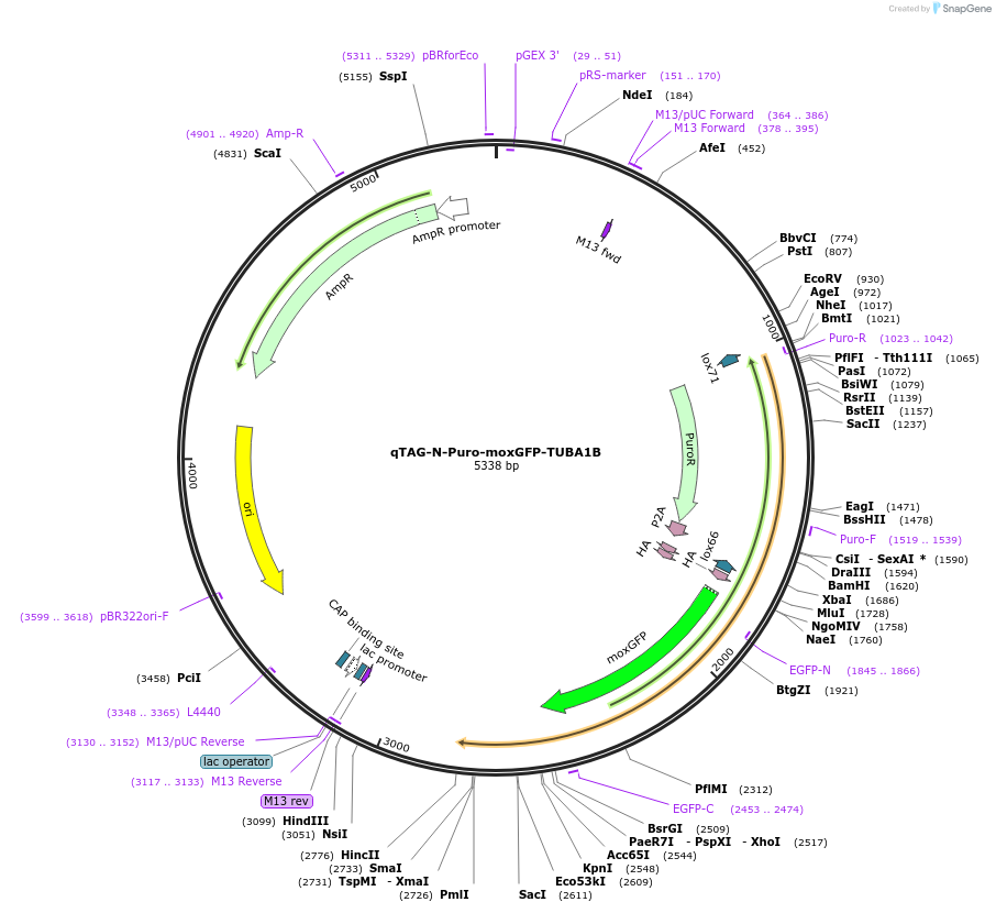 207767-plasmid-map-sequence-id-413793