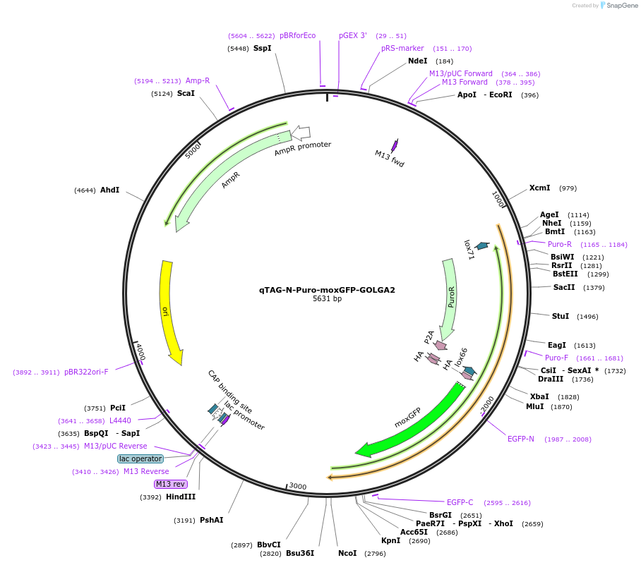 207792-plasmid-map-sequence-id-413795