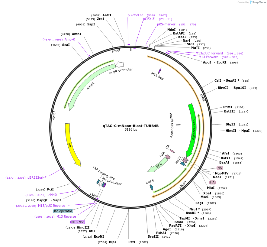 207786-plasmid-map-sequence-id-413796