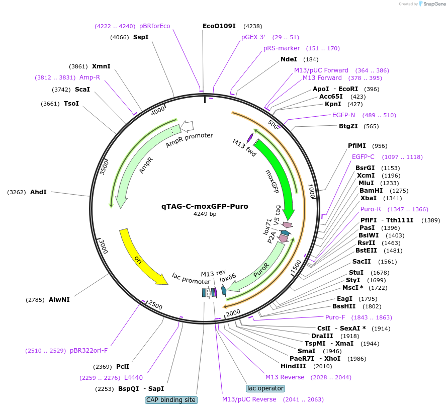 207721-plasmid-map-sequence-id-413798