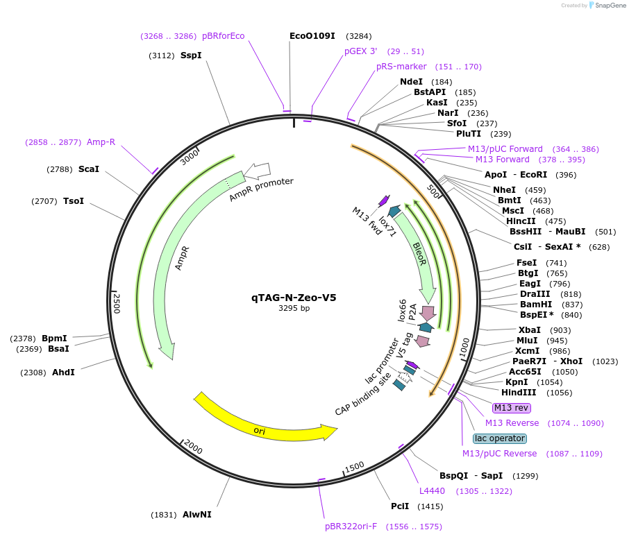 207708-plasmid-map-sequence-id-413799