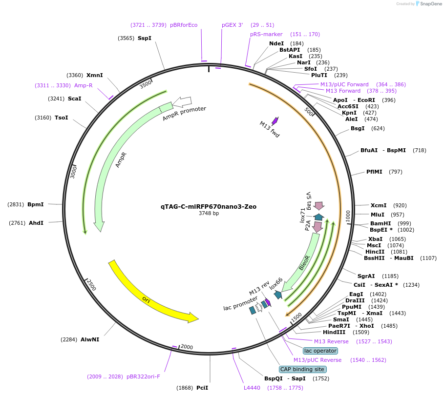 207735-plasmid-map-sequence-id-413804
