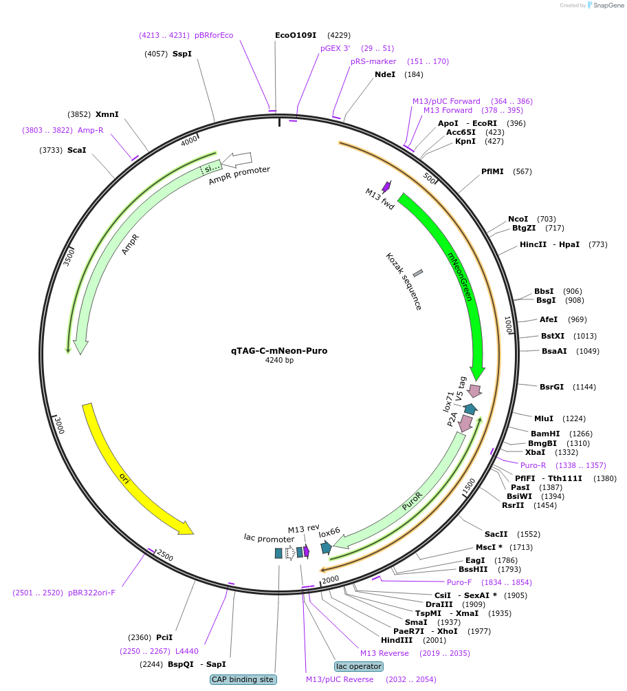 207720-plasmid-map-sequence-id-413805