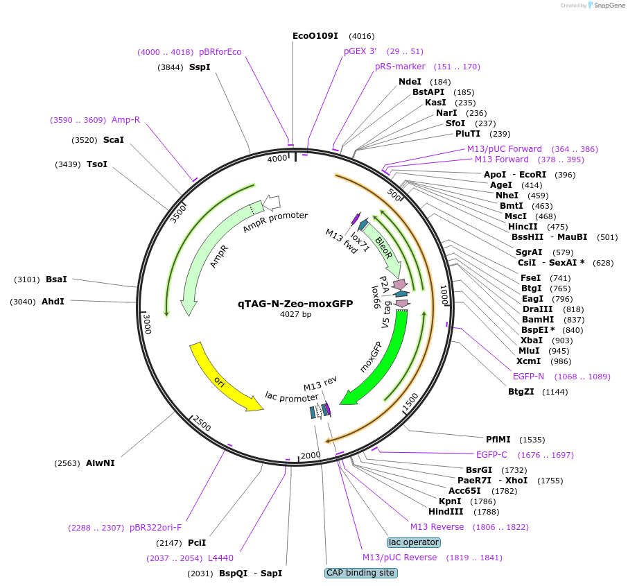 207699-plasmid-map-sequence-id-413811