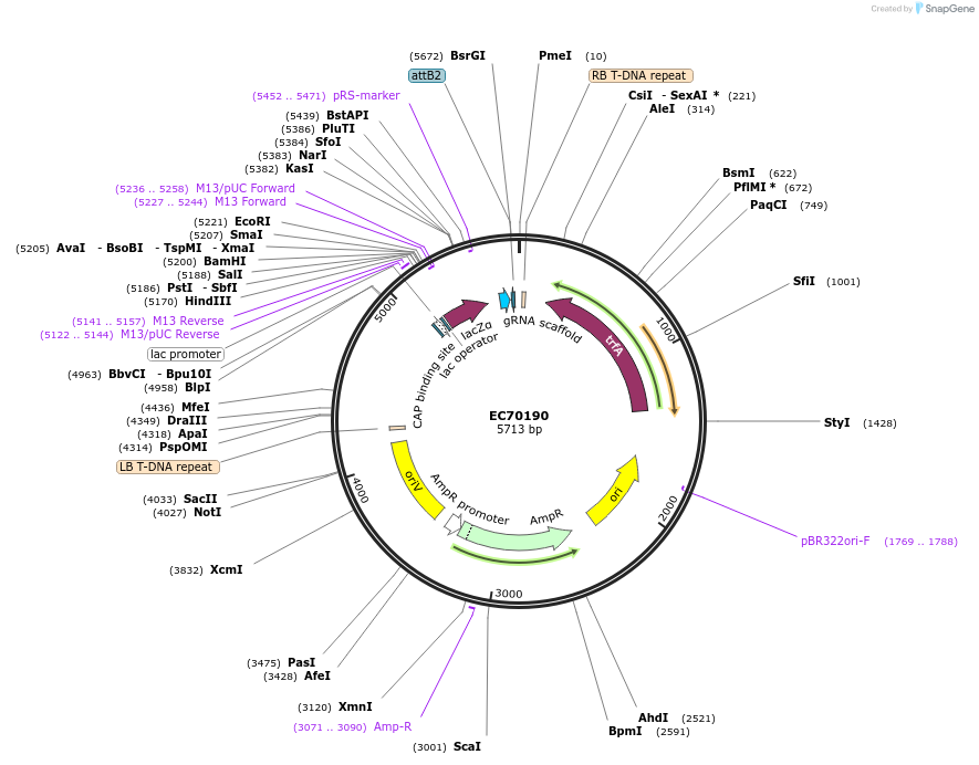 209451-plasmid-map-sequence-id-413814