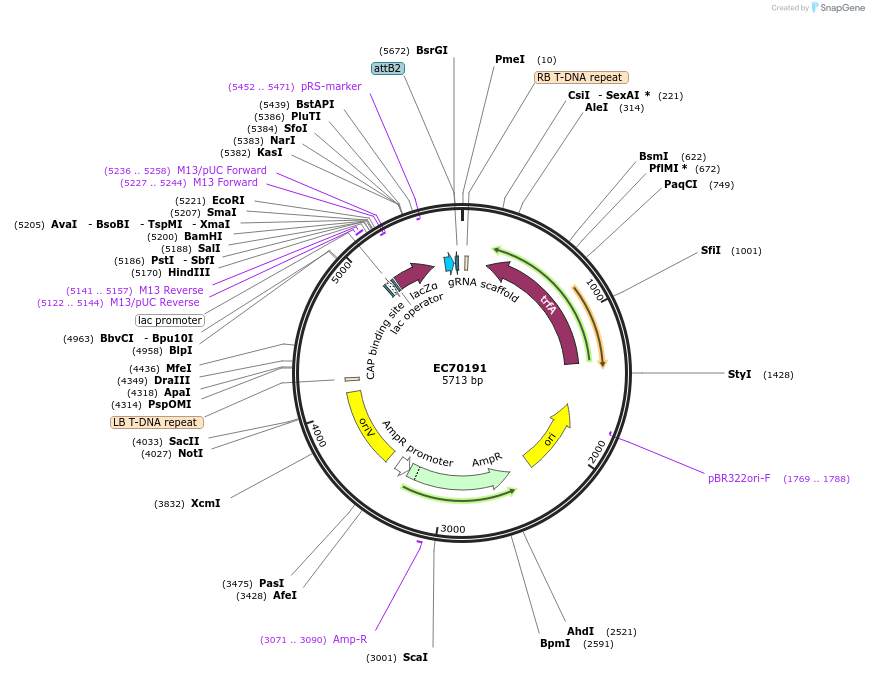209452-plasmid-map-sequence-id-413815