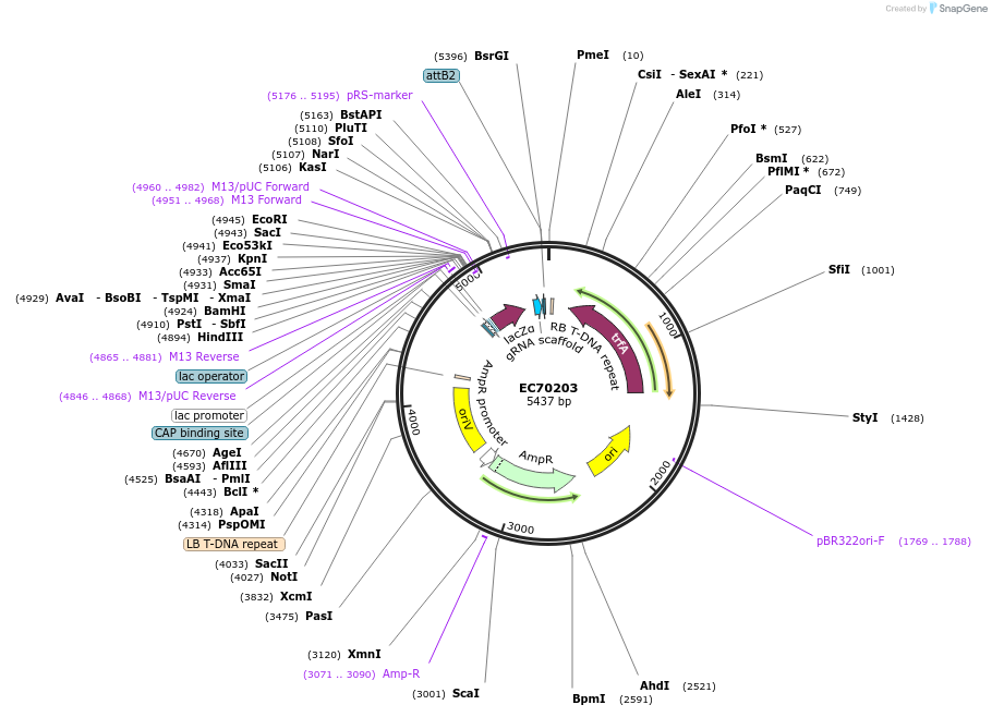 209464-plasmid-map-sequence-id-413821