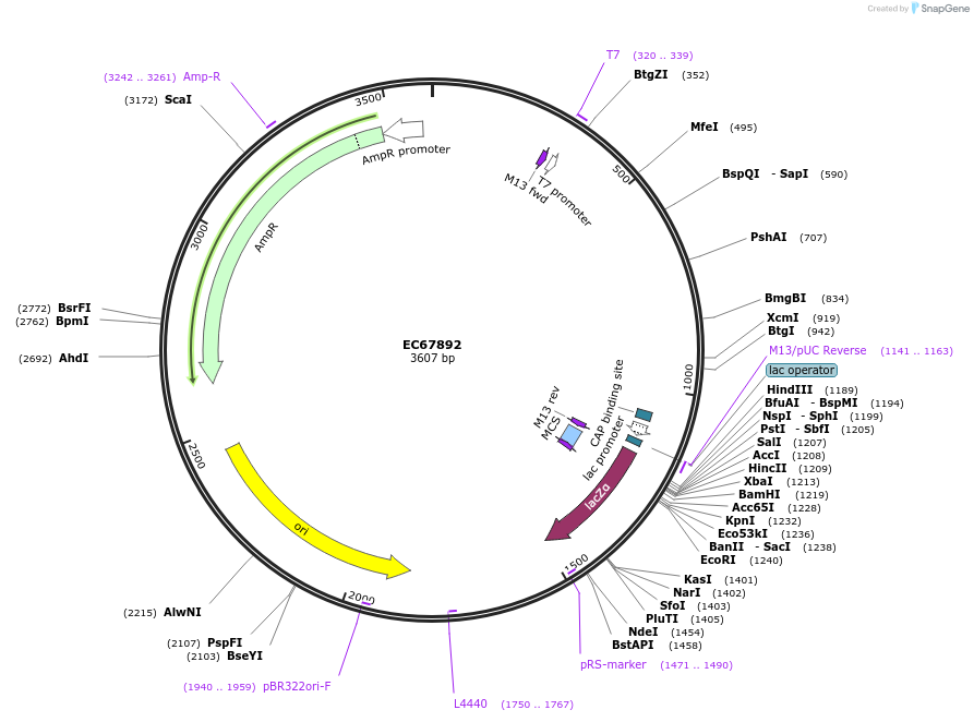 209499-plasmid-map-sequence-id-413825