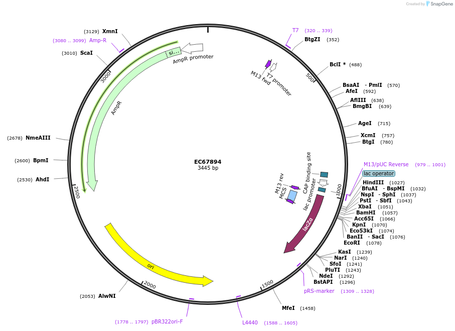 209505-plasmid-map-sequence-id-413831