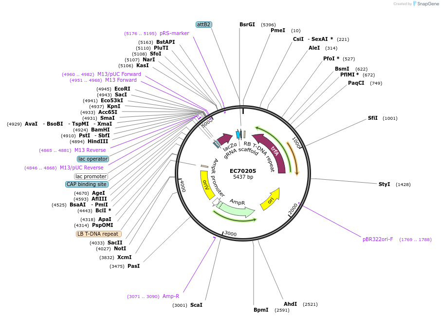 209466-plasmid-map-sequence-id-413840