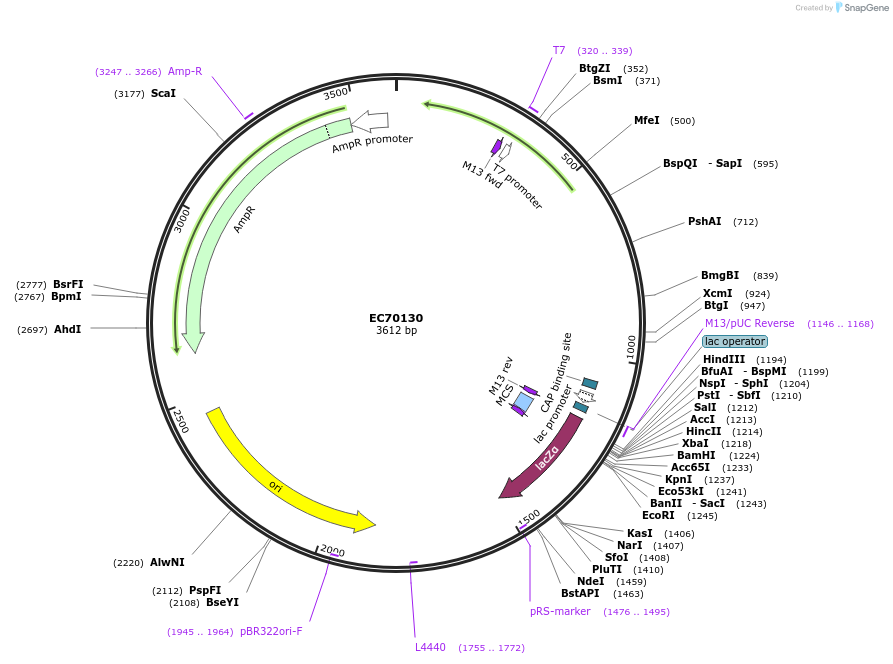 209501-plasmid-map-sequence-id-413842