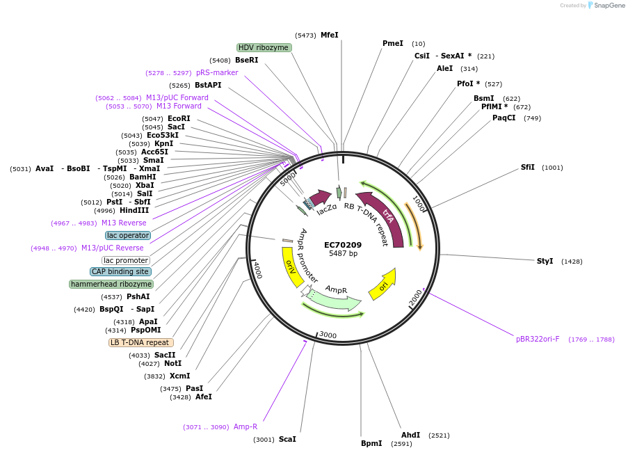 209477-plasmid-map-sequence-id-413848