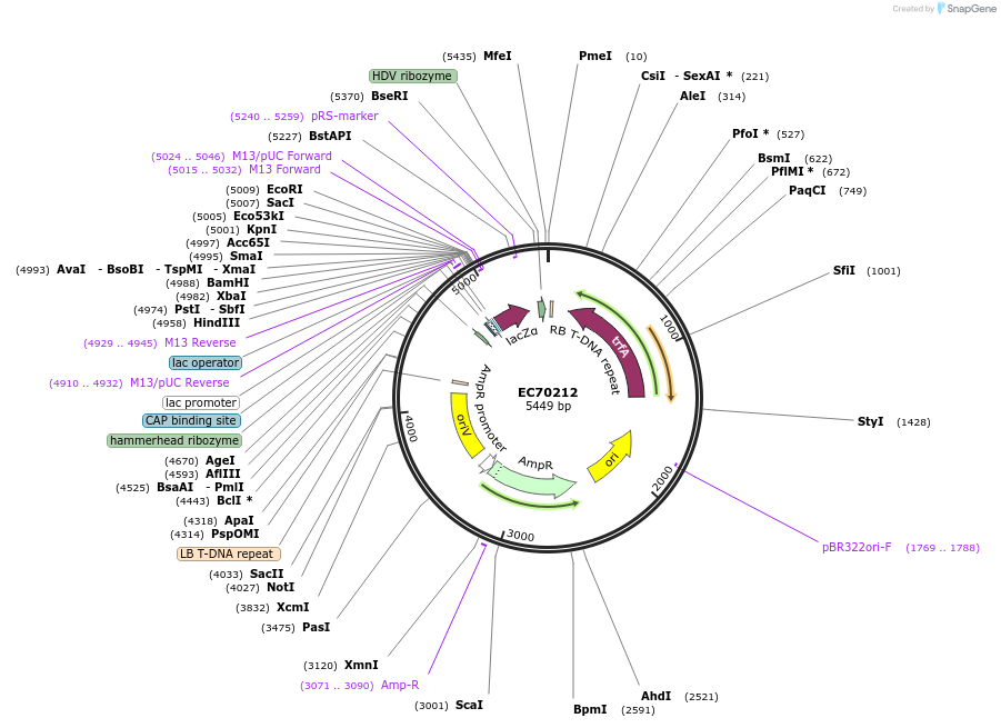 209484-plasmid-map-sequence-id-413852